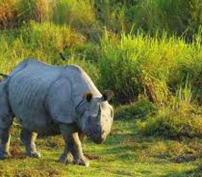 Dooars Tour Package 04N 05D with Kalimpong